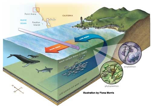 How upwelling occurs.