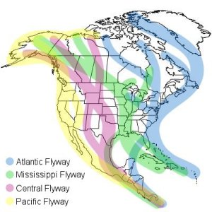 This map shows the general routes of birds migrating over North America.  The Atlantic Flyway is shown in blue. Image from http://birding.about.com/od/birdingbasics/ss/North-America-Migration-Flyways.htm