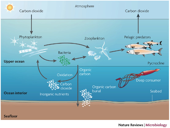 There are a few extra steps here, but you can follow phytoplankton taking up CO2 and being eaten by organisms that eventually release CO2. Some phytoplankton sink and are buried (