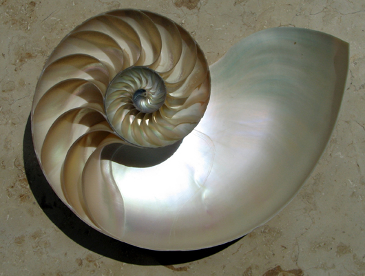 A chambered nautilus shell.  Don't you feel inspired to write some poetry just looking at it? Image from http://www.fws.gov/news/blog/index.cfm/2011/10/27/The-Chambered-Nautilus-More-than-Just-a-Pretty-Shell