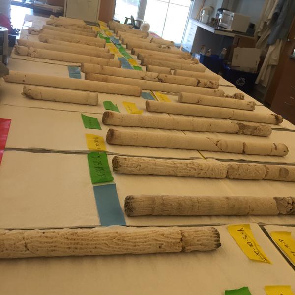 This is what 40 coral cores looks like (photo credit: Justin Baumann)