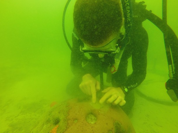 Sealing the hole requires patience, as the epoxy moves in the current. Most importantly, we need to avoid putting epoxy on live tissue. (photo credit: Clare Fiesler)