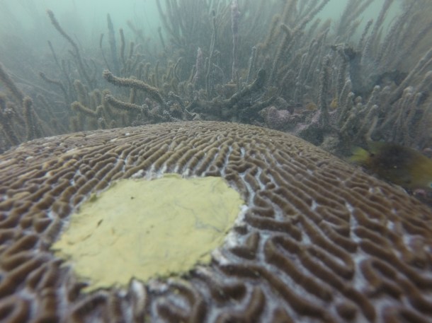 A finished core plug :) (photo credit: Clare Fiesler)