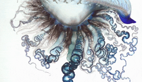 The man o' war in motion. GIF created from a video from http://news.nationalgeographic.com/news/features/2014/08/140821-portuguese-man-of-war-animal-ocean-science-pictures/