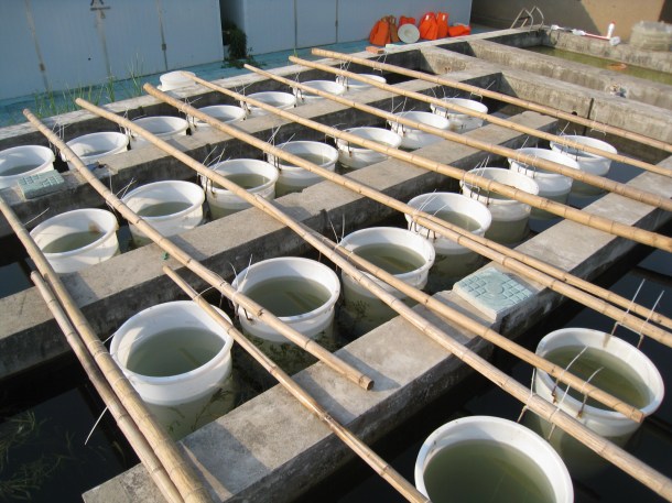 The bioassay in all it's glory!