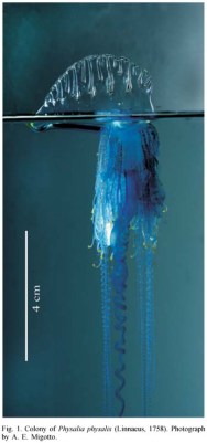 This photo of a man o' war highlights its 