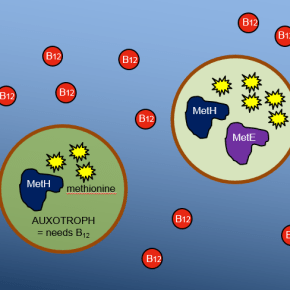 A Defense of the Thesis Defense: Kelsey’s&nbsp;Diatoms