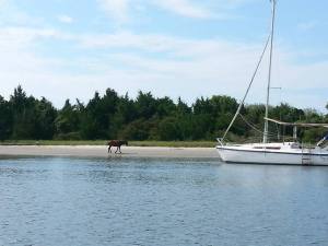 A resident of Carrot Island, located near IMS. Photo by Larisa Bennett.