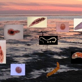 Why YOU Should Be Thinking More About&nbsp;Parasites