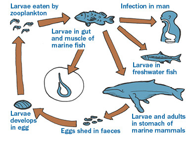 Figure 5: Example of a nematode life cycle, courtesy of http://www.fish.wa.gov.au/PublishingImages/Maps%20and%20graphs/fish_health_03.jpg.