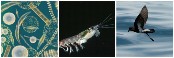 Phytoplankton, krill, and storm petrel. Images from http://www.fg-superfoods.com/sites/default/files/Phytoplankton.jpg; http://yubanet.com/uploads/4/10001032.jpg; http://nzbirdsonline.org.nz/sites/all/files/New_Zealand_Storm-petrel_20120115_8mi_N_Mokohinau_Is_Hauraki_Gulf_NZ_09_0.jpg