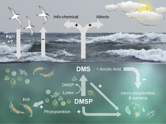 The interaction mutualistic relationship between seabirds and phytoplankton, as mediated by marine krill. Image from http://www.pnas.org/content/111/11/4157/F4.large.jpg.