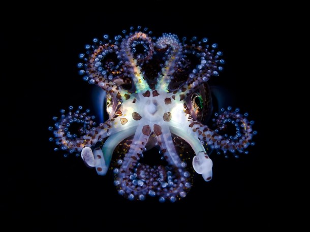 A symbiotic, mutualistic relationship between the Hawaiian bobtail squid (Euprymna scolopes) and its bioluminescent bacterial symbionts (Vibrio fischeri). Image from http://toddbretl.com/media/original/_DSC2706-4x3.jpg
