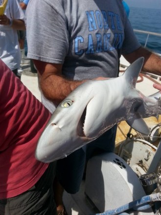 Aren’t they adorable?! Atlantic sharpnoses have silky smooth skin and bright eyes along with their tiny teeth. This one is waiting in line to be tagged. Photo by Larisa Bennett.