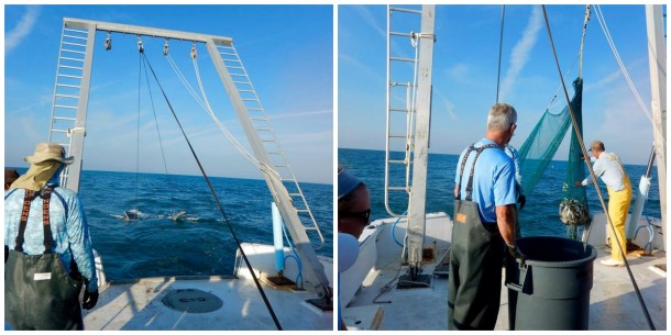 Left: Trawling for bait to put on the longline to catch some sharks. Right: Pulling up the trawling net to see what we caught. Photos by Kelsey Barnhill.