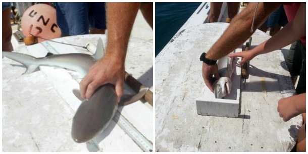 Left: A Shark’s Tale (and Nose and Flippers and Fin and…) Right: First, the shark gets measured and it is noted whether it is a male or female. Photos by Larisa Bennett.