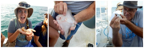 Left: A squirmy squid! Center: Beautiful butterfly ray that we got to touch before it was released back into the water. Right: This fish became bait to catch some sharks. Photos by Kelsey Barnhill.