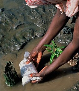 The Manzanar Project and the World’s Most Unlikely&nbsp;Mangroves