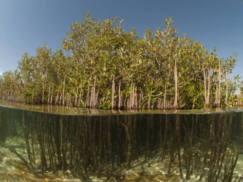 Avicennia marina, the native mangrove species grown by the Manzanar Project. Image from http://www.allposters.com/-sp/Gray-or-White-Mangroves-Avicennia-Marina-on-the-Desert-Coast-of-the-Egyptian-Red-Sea-Posters_i9005868_.htm