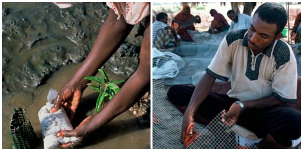 Left: A woman plants a mangrove sapling and a small bag of fertilizer, containing N and P that will nourish the plant. Right: A man cuts wire netting that will provide the mangroves with iron. Photos by Heine Pederson (Rolex Award) from http://www.rolexawards.com/profiles/laureates/gordon_sato/photos__videos