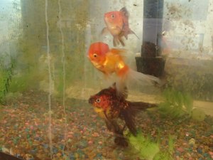 I DIDN'T EVEN KNOW FISH DID THAT! Photo cred. to Kathleen Onorevole