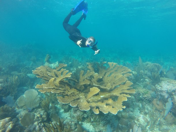 Lab tech Kathryn Cobleigh checking out a beautiful piece of Belizean fore reef (no corals were harmed in the taking of this picture)