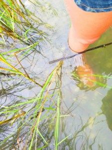Wading through marsh mud, avoiding getting cut by oyster shells while trooping after Kelsey Barnhill watching her measure marsh erosion PC: Larisa Bennett