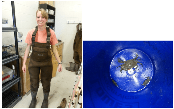 Pehl in her waders going out to capture blue crabs to replace the one that disappeared – we were lucky and caught three! PC: Larisa Bennett