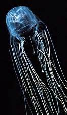 australian box jelly