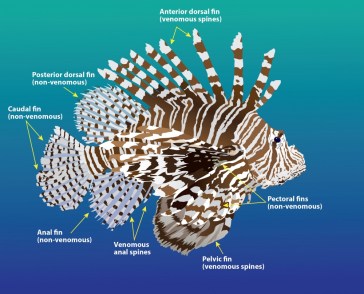 lionfish spines