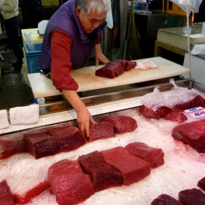 What you need to know about Japanese&nbsp;Whaling