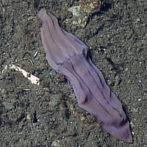 Mystery of the “Deep-Sea Purple&nbsp;Sock”