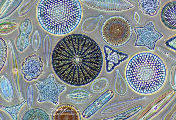 Freshwater diatoms viewed with phase transfer microscopy. Image from http://www.canadiannaturephotographer.com/photomicro_gallery.html