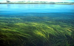 Seagrass. Photo by VIMS SAV Lab.