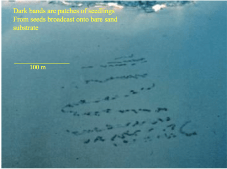 Aerial photograph taken after Dr. Orth's initial seed broadcast. Photo by Robert Orth.