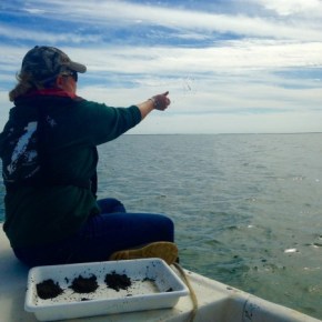 Mimicking Nature: Seagrass Restoration in the Chesapeake&nbsp;Bay
