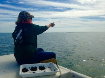 Volunteer dispersing seeds along a transect in one of the study plots. Photo by Rachel Wimmer.