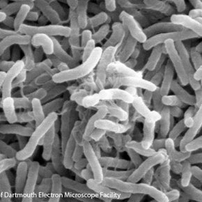 White House Launches Microbiome Initiative, Includes the&nbsp;Ocean!