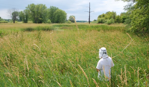 A mitigation wetland in Pecatonica, IL. This is an example of the type of central IL wetland that may have been included in Jessop's study. Image from https://publish.illinois.edu/matthewslab/projects/.