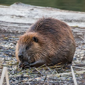 When Animals Take Over (Restoration&nbsp;Projects)