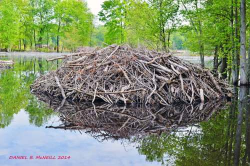 Proof that people love the beavers! This photo was taken by Daniel B. McNeill, who'd I guess was a park visitor. Image from https://www.yelp.com/biz_photos/huntley-meadows-park-alexandria?select=pYNto3y9UoO8T9NeFkB8hA