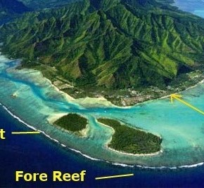Understanding Reefs part 1: Why reefs matter no matter where you&nbsp;live