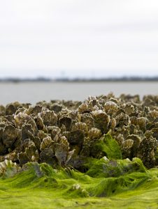 Oysters_photobyEmilyWoodward-226x300.jpg