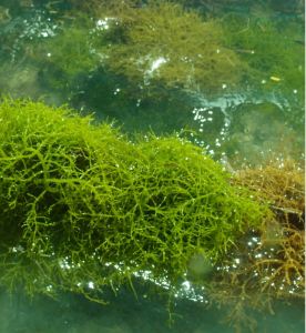 Red Algae culitvation