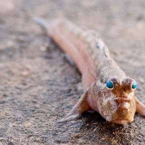 4 Ocean Animals with Superpowers 