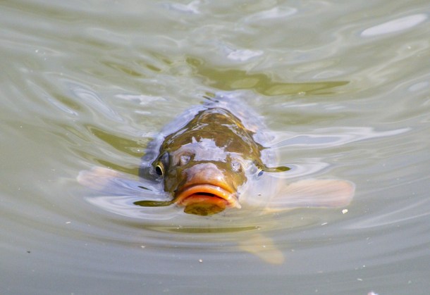fish